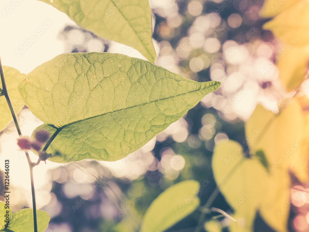 Obraz premium green leaf background