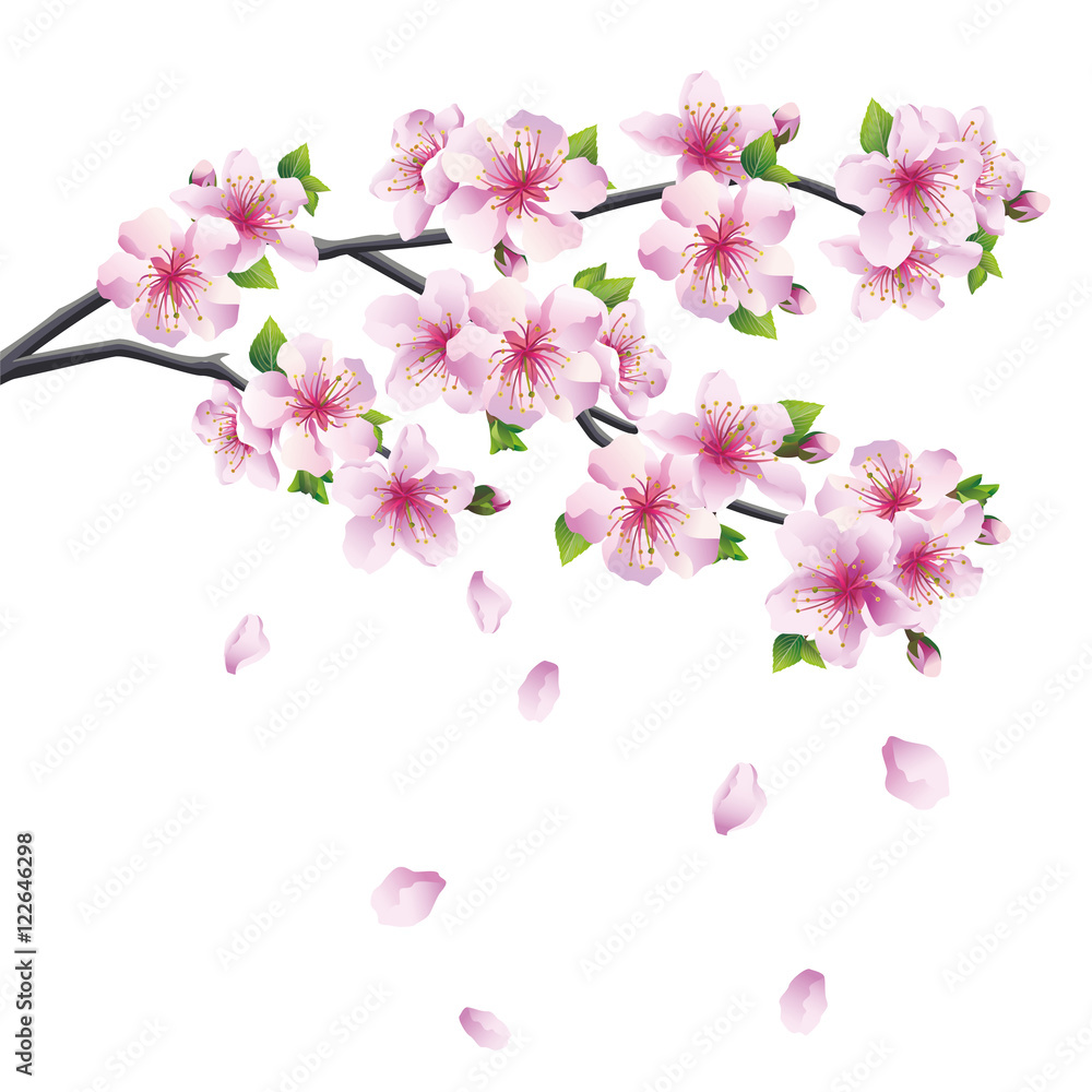 Blossoming branch of sakura - Japanese cherry tree