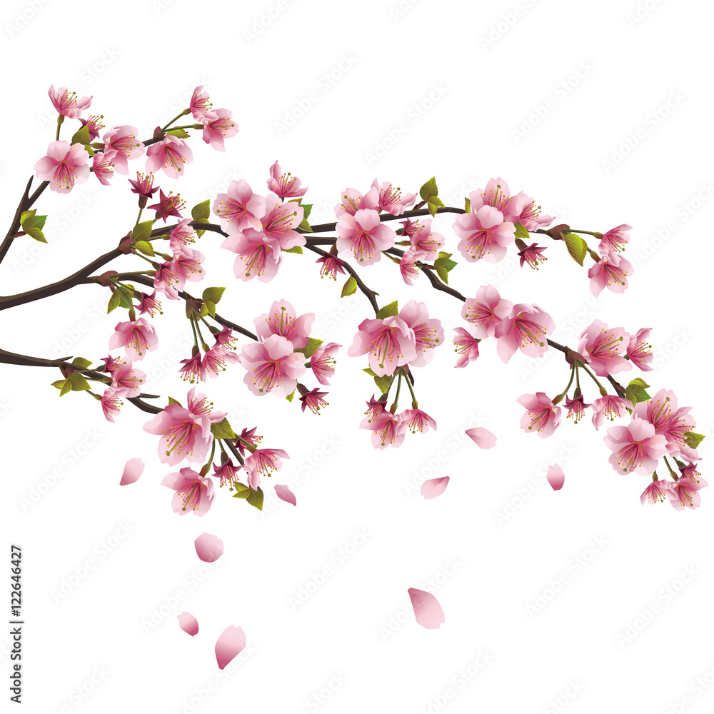 Naklejka premium Sakura blossom - Japanese cherry tree isolated on white backgrou