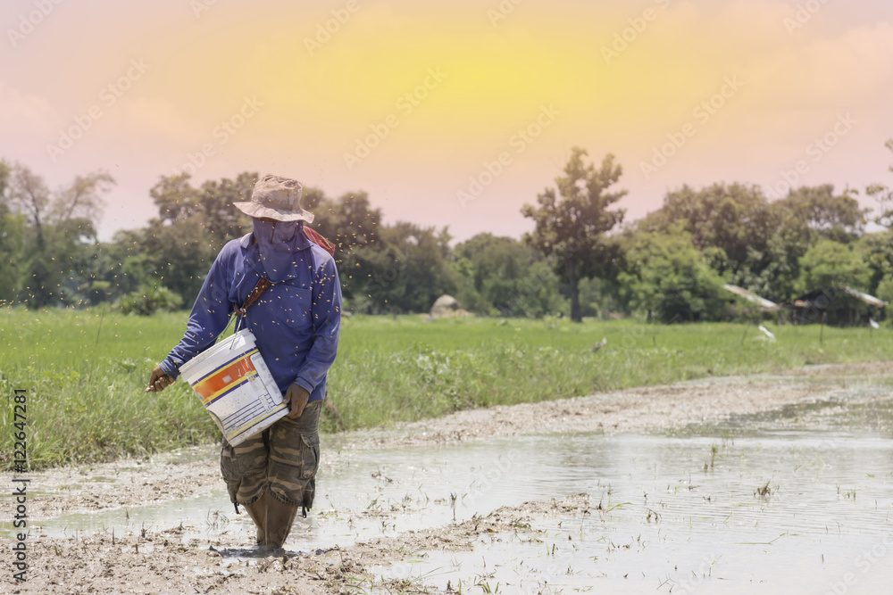Farmers are planting rice in the morning.(soft focus) Farmers are planting rice in the morning.(soft focus)