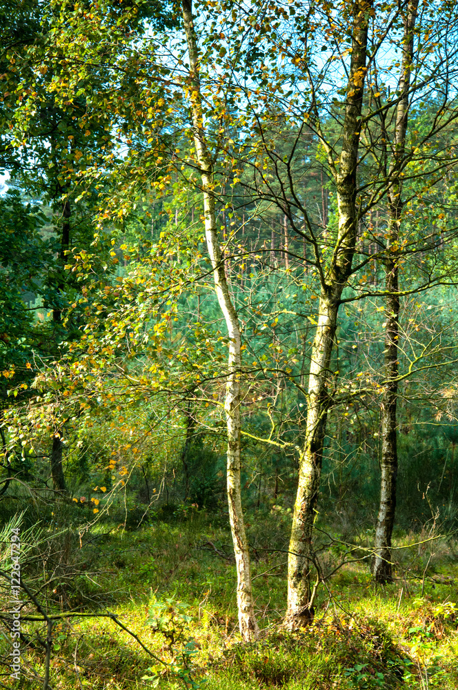 Birch trees in early autumn