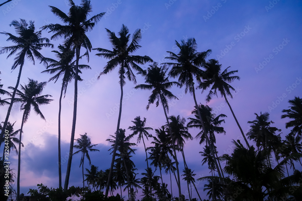Beautiful palm trees silhouettes at evening on a tropical beach Beautiful palm trees silhouettes at evening on a tropical beach