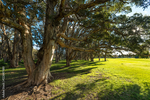 Beautiful park in Sydney Australia.