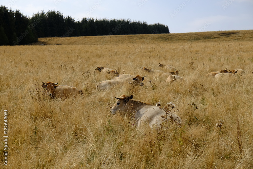 Naklejka premium Mucche accovacciate