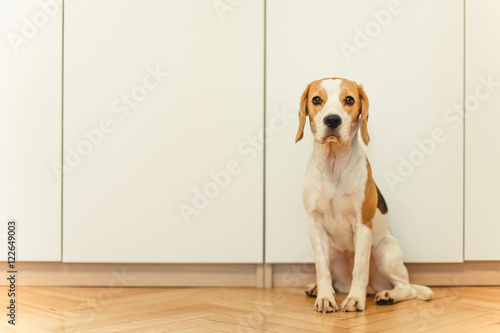 beagle dog room