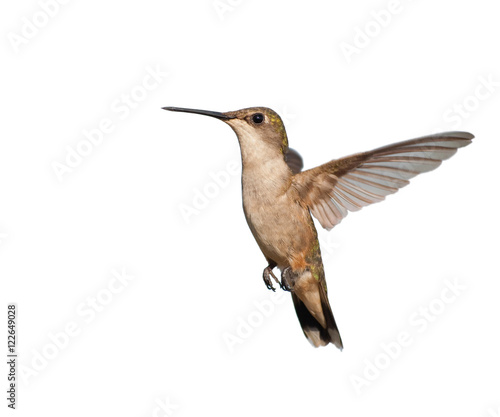 Female Ruby-throated Hummingbird hovering; isolated on white