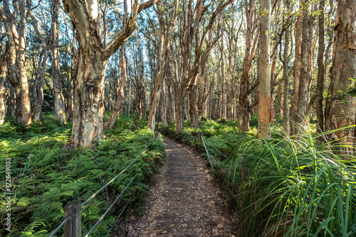 arrangement of  trees in Sydney centennial park