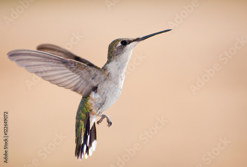 Ruby-throated Hummingbird in flight against muted beige background