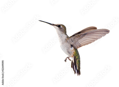 Ruby-throated Hummingbird in flight isolated on white