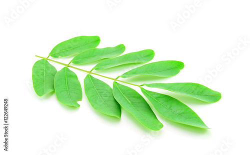 Cassod leaves, Thai copper pod (Senna siamea (Lam.) Irwin & Barn