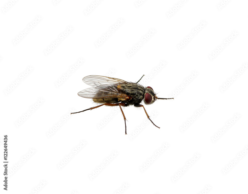 fly on a white fly on a white
