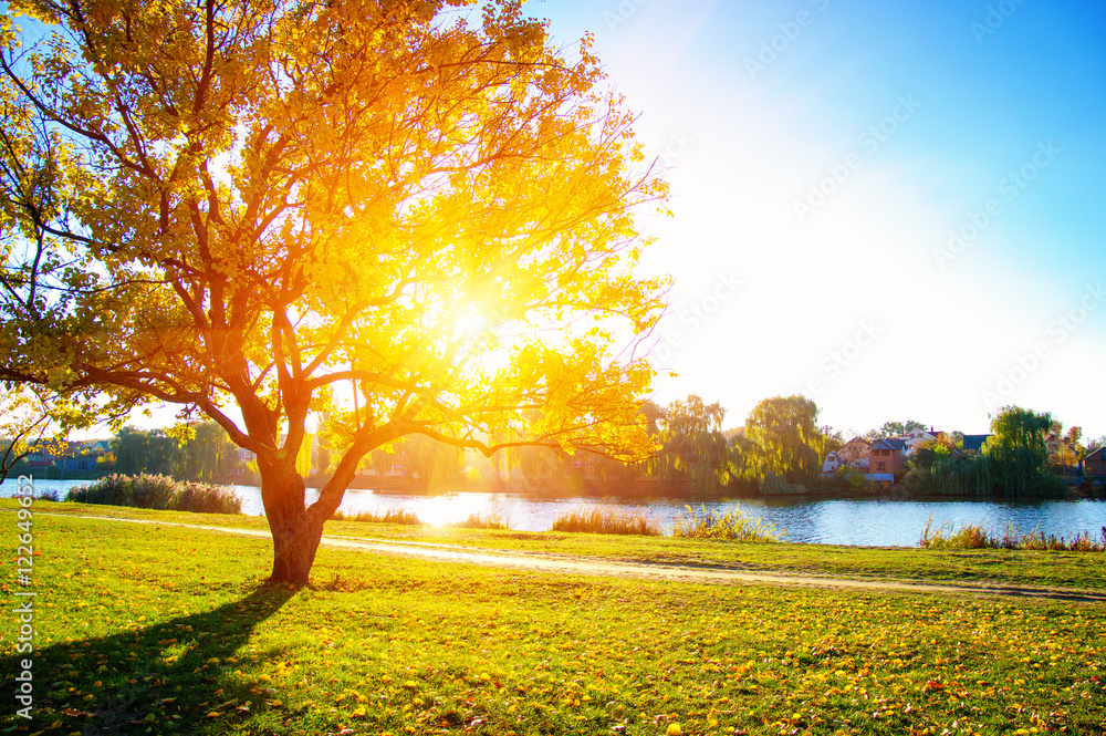 autumn trees on sun autumn trees on sun