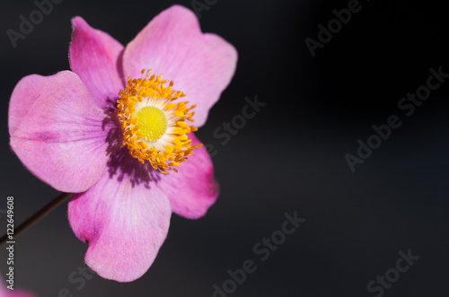 fiore di anemone rosa