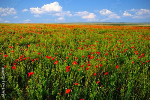 Poppy field in summer day