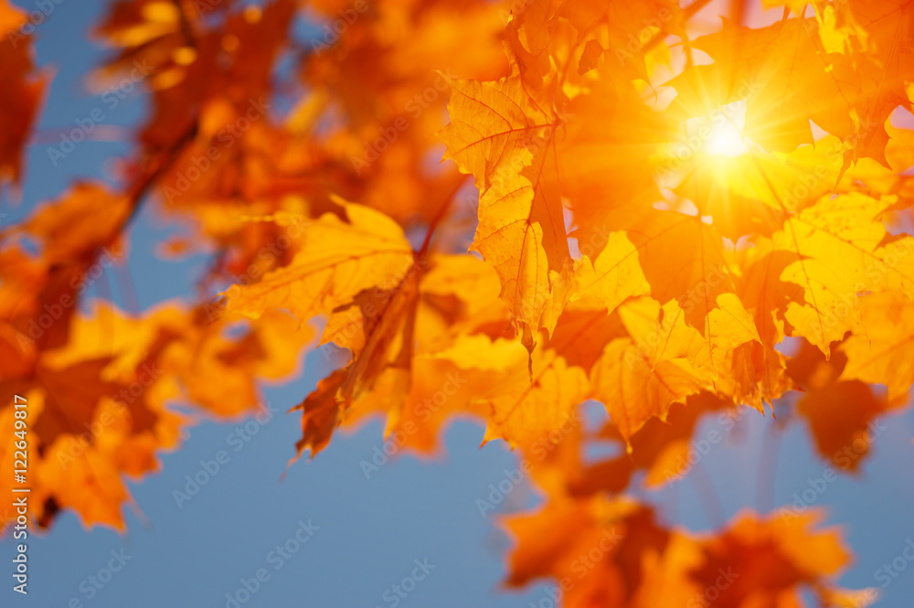 Autumn leaves on the sun Autumn leaves on the sun