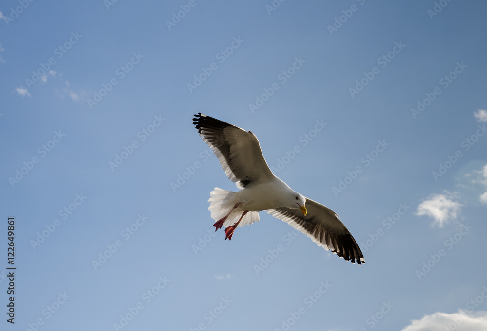 Obraz premium Alone seagull flying overhead at a local beach in California. Us
