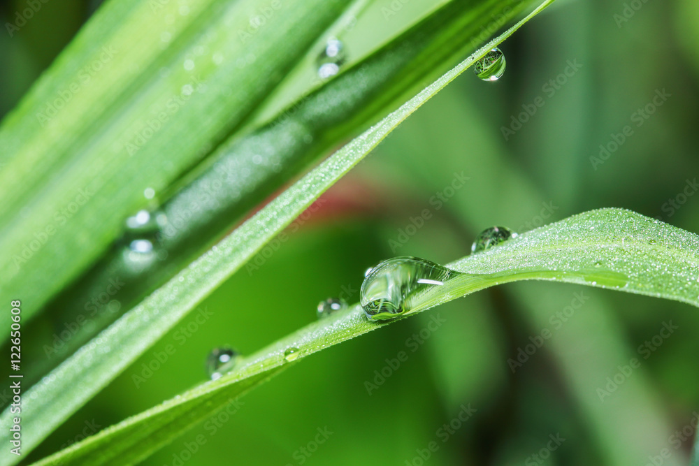 Leaves fresh green grass with dew drops close up Leaves fresh green grass with dew drops close up