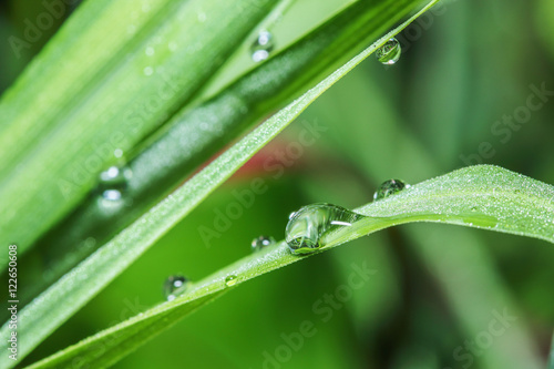 Leaves fresh green grass with dew drops close up