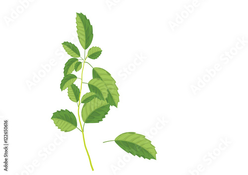 Basil leaves on the branch. herbs for cooking hand drawing illustration . ingredient plant for food. isolated pictures for object or background