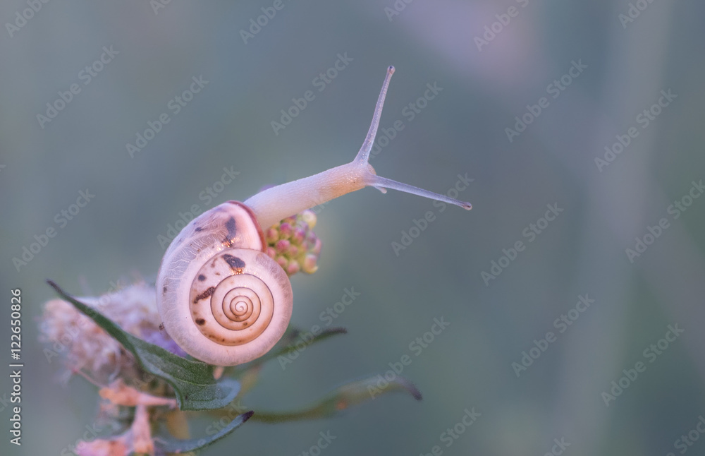 Schnecke am Morgen