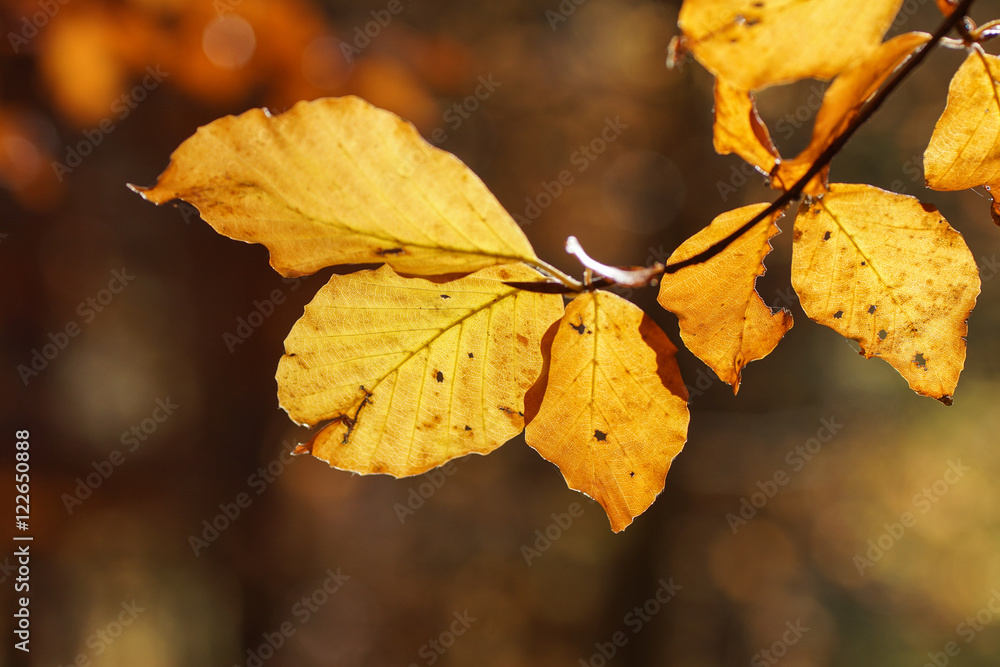 Herbstlaub