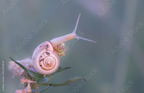 Obraz na płótnie Schnecke am Morgen w salonie