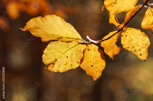 Obraz na płótnie Herbstlaub w salonie