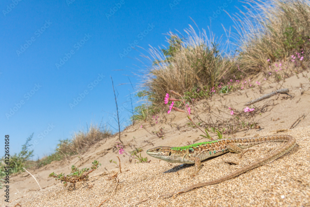 Naklejka premium Italian wall lizard (Podarcis sicula) on the sand