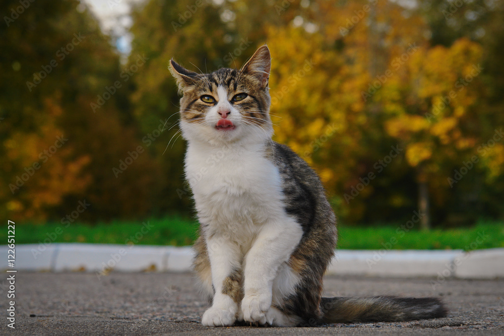 Portrait of a kitten. Marfino, Moscow Region, Russia. Portrait of a kitten. Marfino, Moscow Region, Russia.
