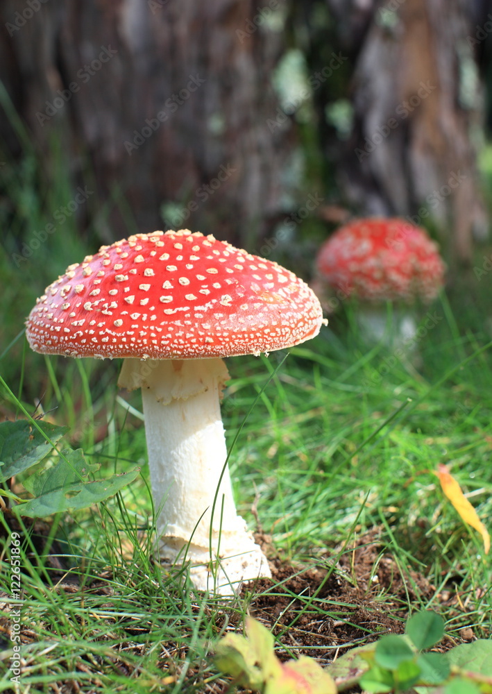 ベニテングタケ