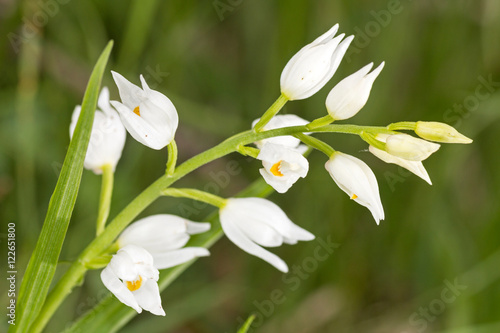Fototapeta Naklejka Na Ścianę i Meble -  Cephalanthera longifolia, known as Narrow-leaved Helleborine or Sword-leaved Helleborine macro