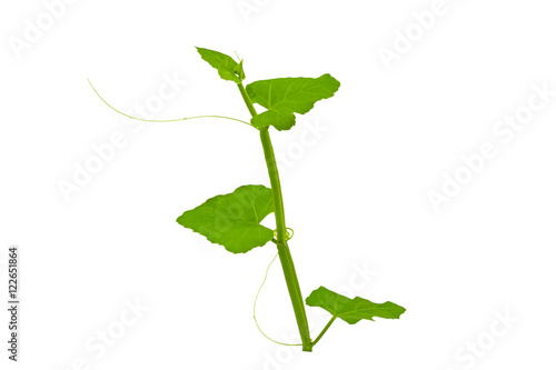 Close up fresh of Cissus Quadrangularis Linn.( Edible - Stemed Vine ) herb for pain treatment on white background.Saved with clipping path.