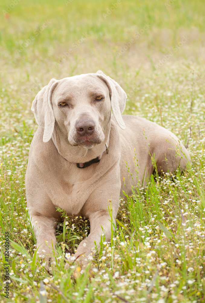 Weimaraner dog resting in spring wildflowers