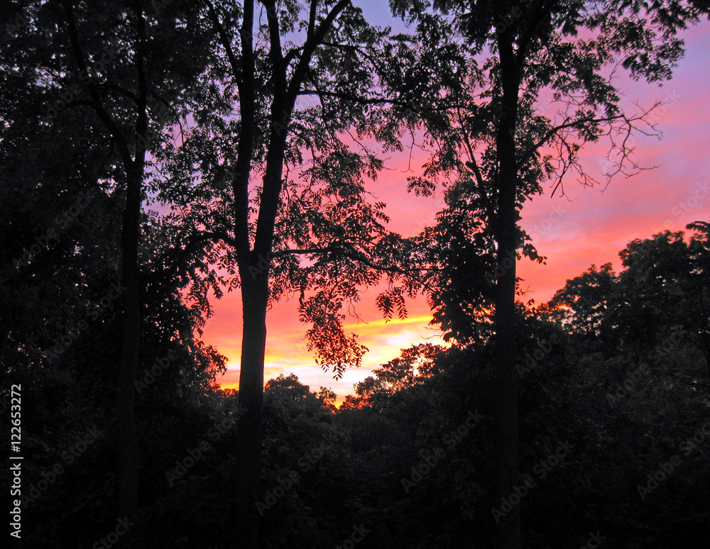 Trees silhouetted against a colorful sunset, with space for text.