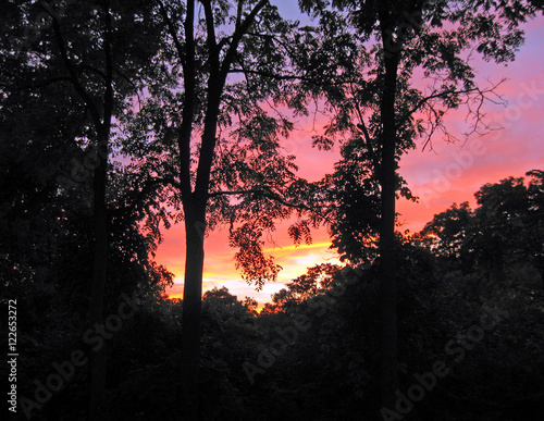 Trees silhouetted against a colorful sunset, with space for text.