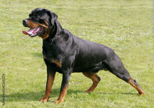 Rottweiler dog in the stand