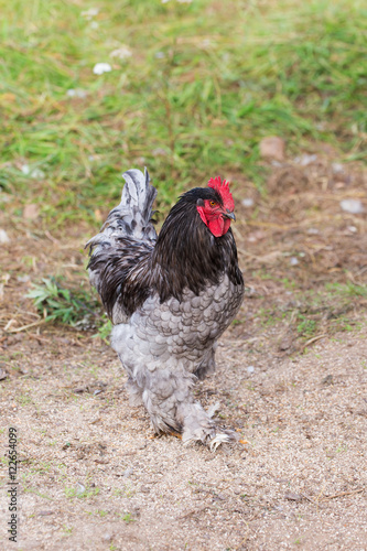 rooster walking on farm