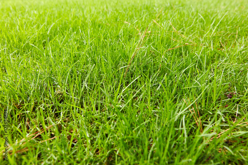 Green grass in a garden