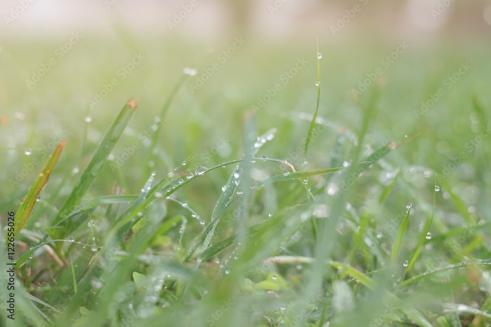 Sunny spring green grass and yellow flowers background with bokeh soft focus Sunny spring green grass and yellow flowers background with bokeh soft focus