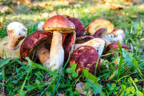 Porcini mushrooms lying on the grass