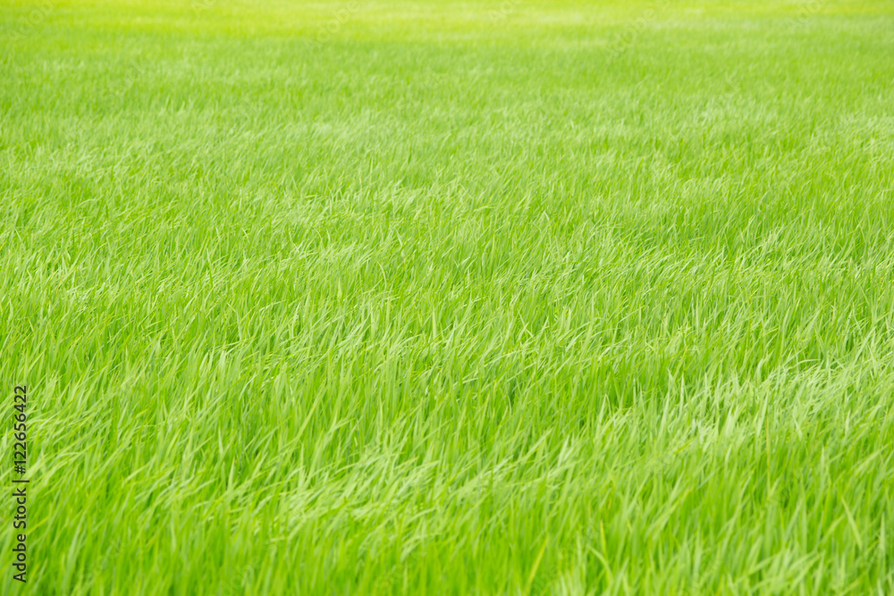 green rice field or grass field green rice field or grass field