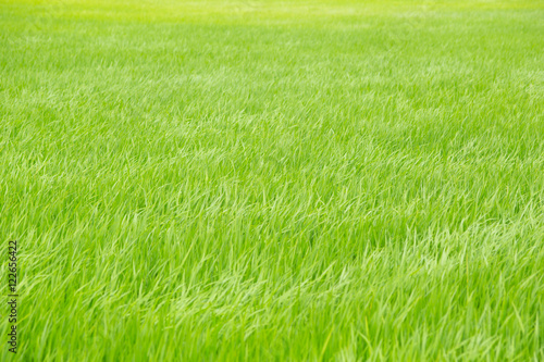 green rice field or grass field