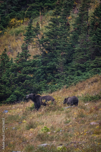  Grizzly 1   A rainy September morning in Glacier National Park. Northwest Montana is home to Grizzly Bear. 