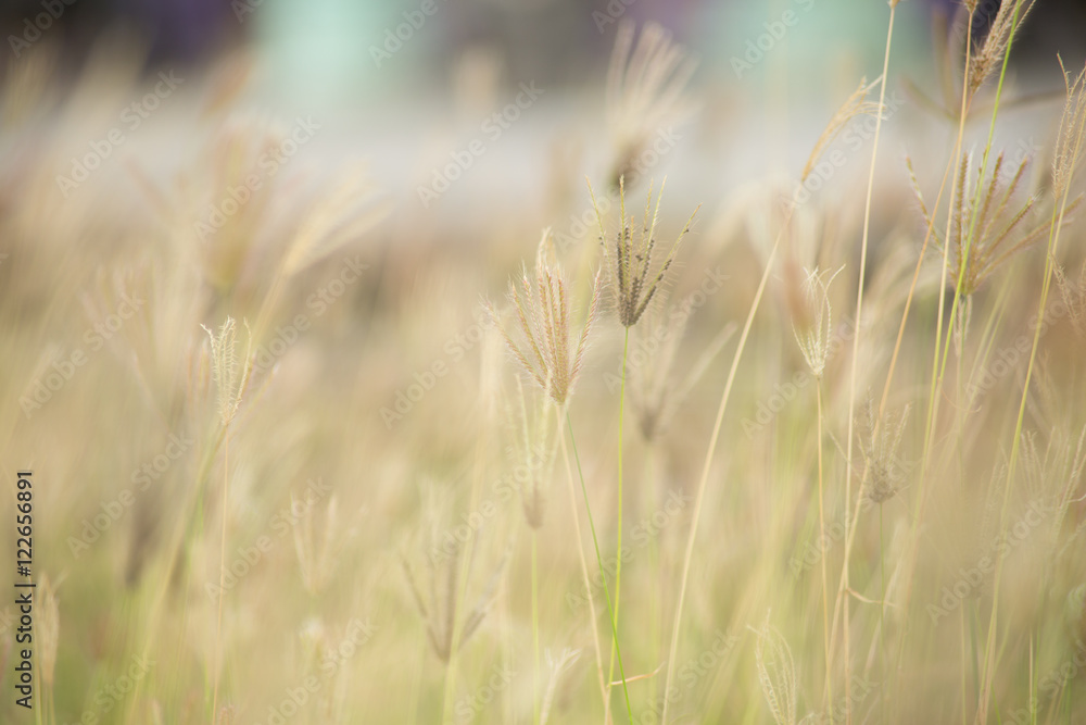Grass or Swollen finger with blur and shallow depth of field for background
