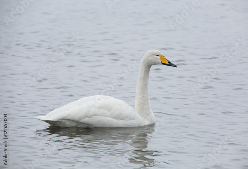 Whooper swan © svenaw