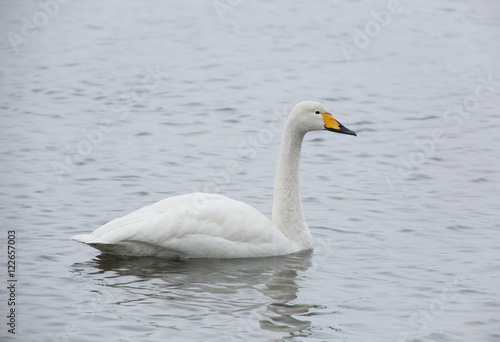 Whooper swan