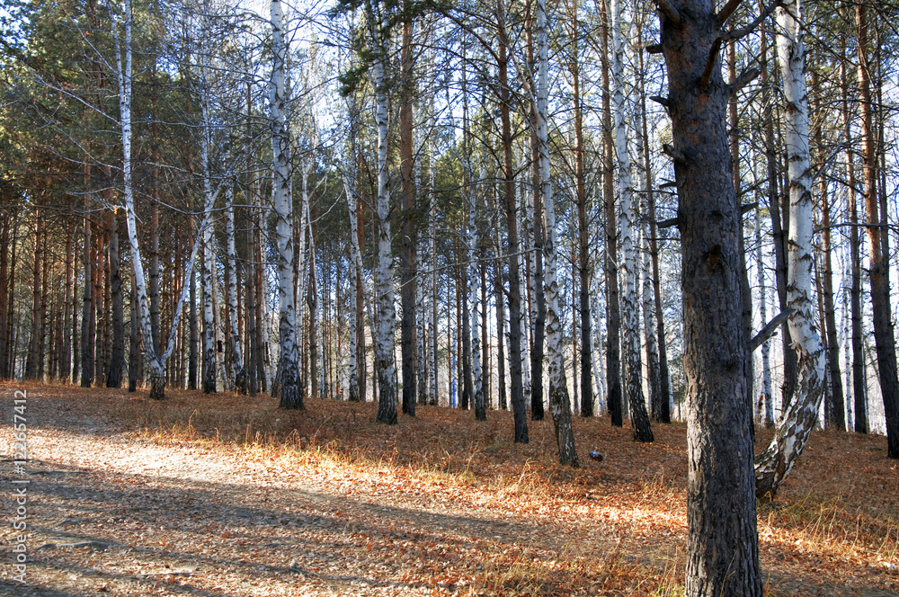 Obraz premium autumn forest