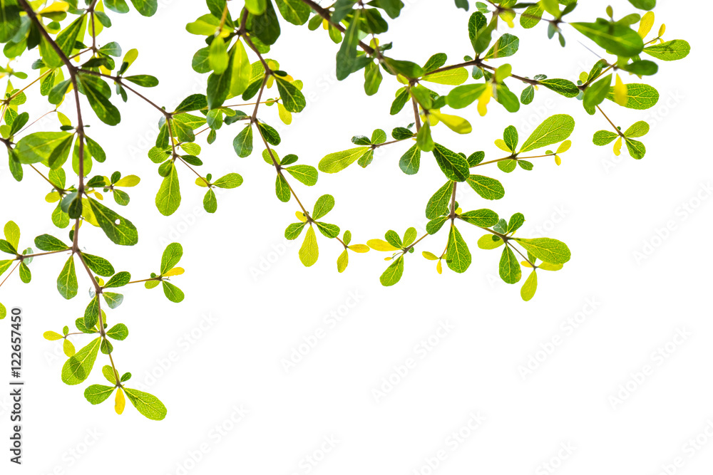 Green leaves on tree isolated background