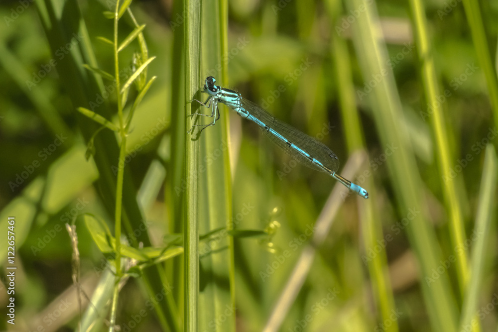 Dragonfly Dragonfly