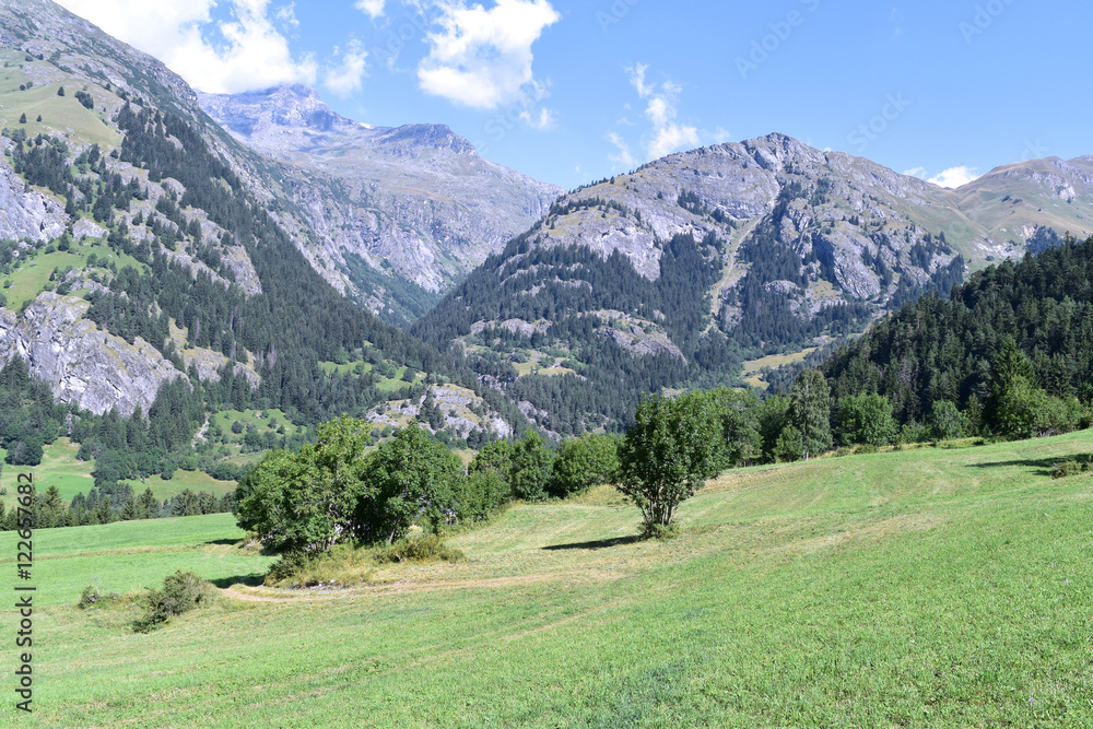 A lawn in the Vanoise National Park, France A lawn in the Vanoise National Park, France